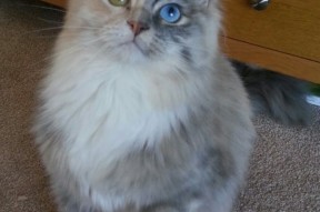 九游app官方下载-斯密斯：新西兰全黑队的灵魂人物，比赛节奏的掌控者，新西兰smith官网